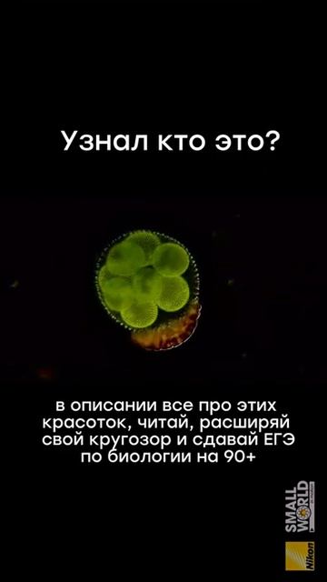 На видео колония вольвокс и тихоходка