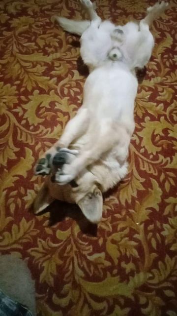 Собачья радость.Как у нас живется Пепе . смотреть онлайн