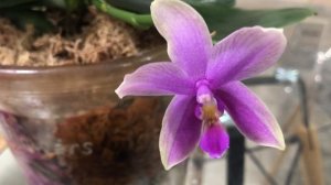 Орхидея Фаленопсис Love Potion, ароматная орхидея. Завораживающий аромат орхидеи и ее обзор