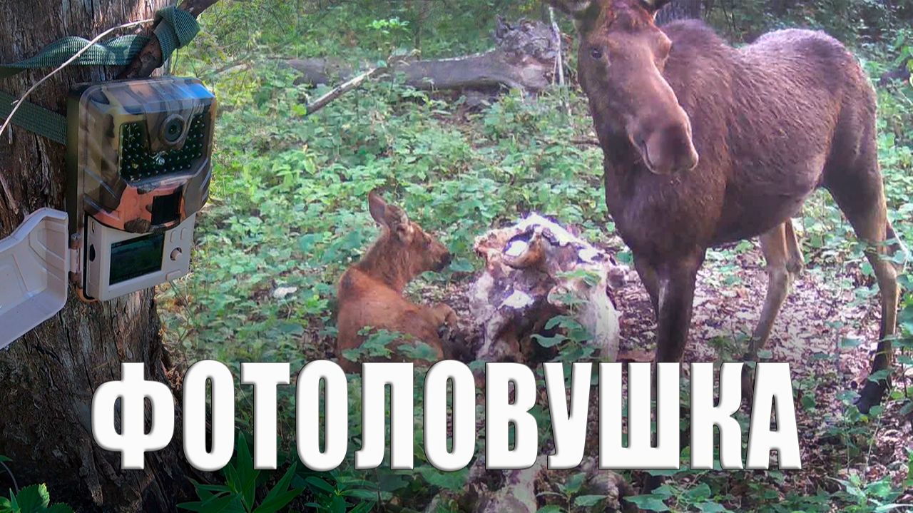 Лосиха и лосёнок на солонце / Фотоловушка в лесу
