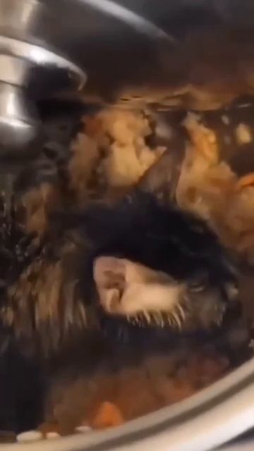 Собачка или киска... #кошка #кот #киса #киска #обжора #плов #котяра #кухня #невезуха смотреть онлайн