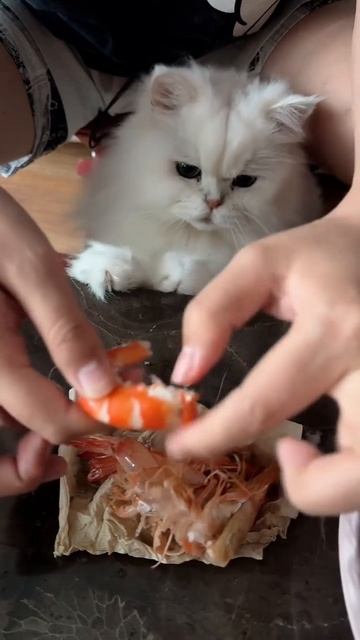 В ожидании вкусняшек 😊😊😁 смотреть онлайн