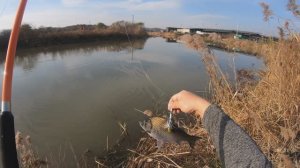 Караси на броканьерскую снасть