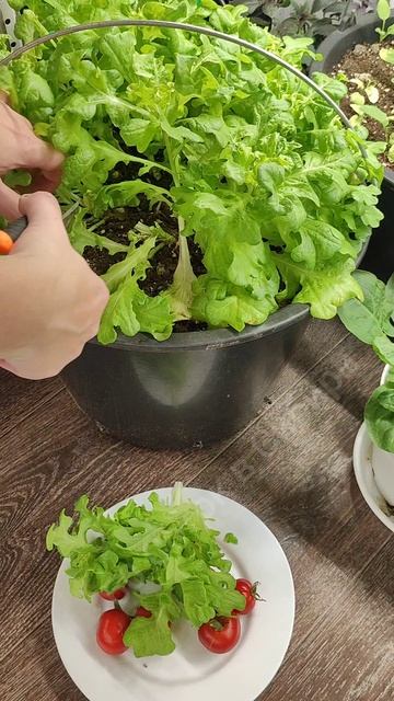 Мало кто знает эти 5 правил выращивания Зимнего Огорода #огород смотреть онлайн