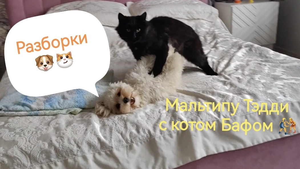 Домашние Мальтипу Тэдди и кот Баф устроили разборки