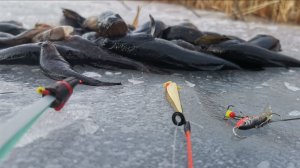 Попытка поймать ротанов.