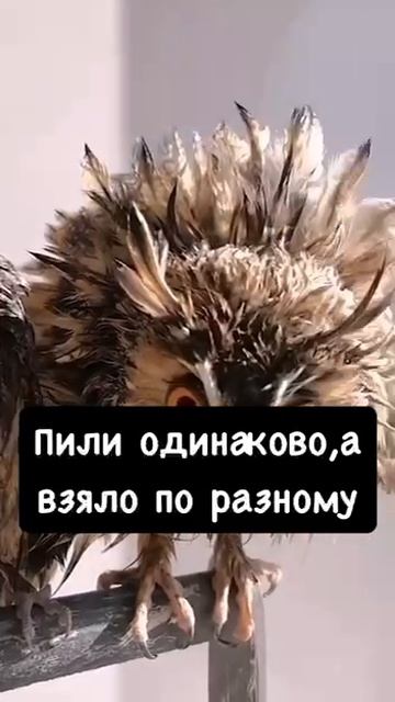 Два типа людей смотреть онлайн