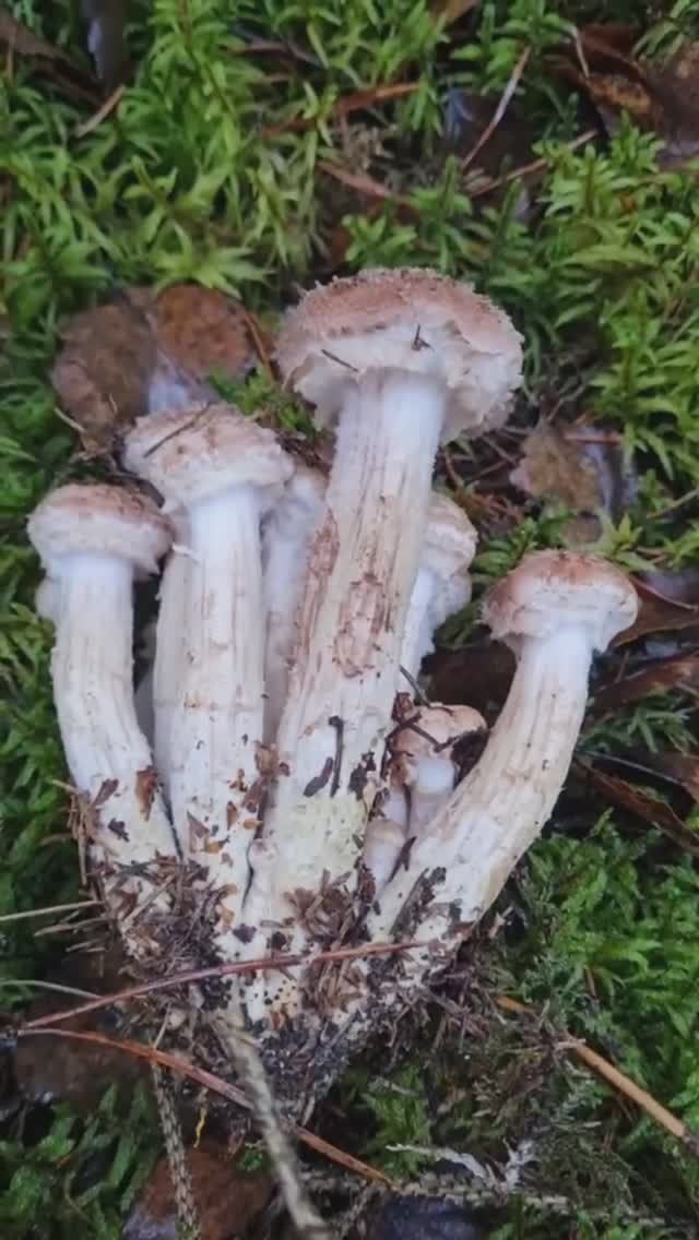 ГРИБЫ КРУГОМ. они пучками, Грибники в шоке. Сбор грибов осенью смотреть онлайн