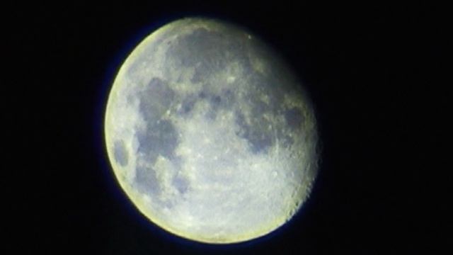 Выхухоль и Удав. "- Сыграем в шахматы"?