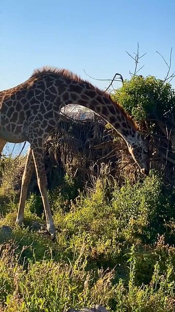 Жираф прошёл рядом смотреть онлайн