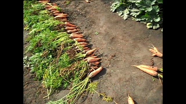 О некачественных семенах