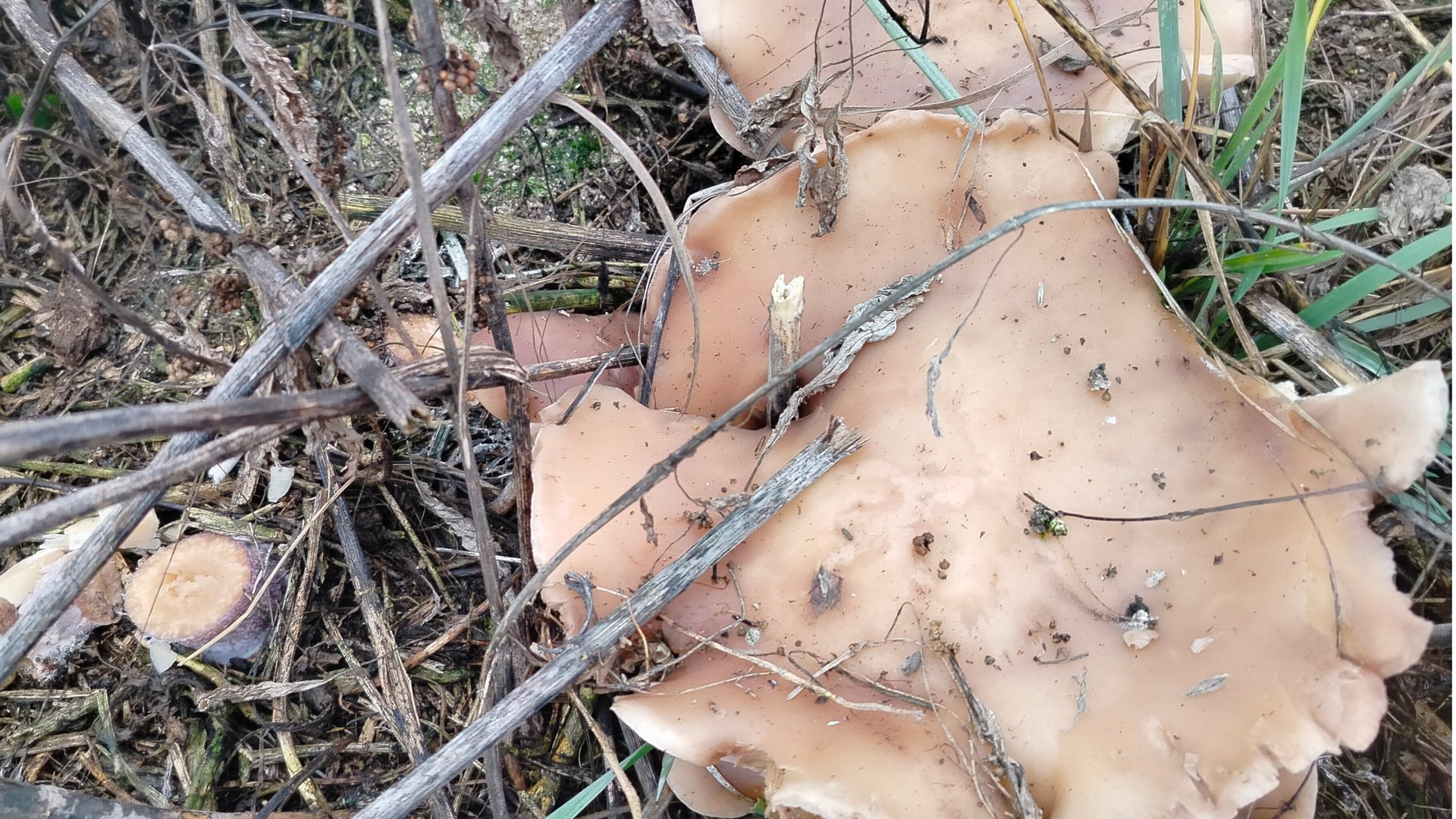 Завтрак: сама себе Barista// Грибы в ноябре смотреть онлайн