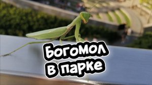 Весёлая позитивная песенка Богомол в парке