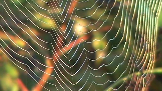 Выхухоль и Удав. "Переход в Вечность"