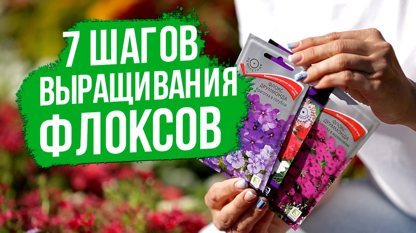 7 ШАГОВ для выращивания флокса друммонда!