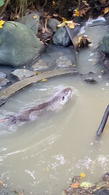 Нутрия в Сочинском дендрарии смотреть онлайн