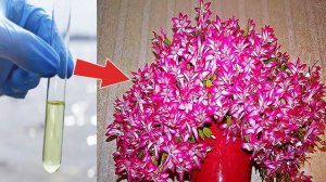 Моя учительница по химии поливала этим декабриста. Цветение было таким буйным глаз было не отвести!