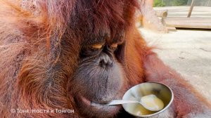 Дана - МЕГАМОЗГ! Кружка, ложка и пюрешка - невероятное сочетание! А потом можно сделать "КОМПОТ"!