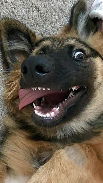 Великолепные псы. смотреть онлайн