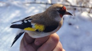 Ловля щеглов