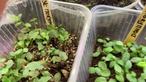 Наши результаты черенкования в лаборатории