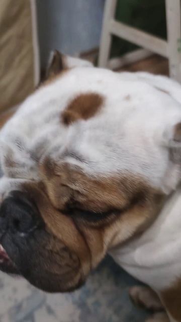 с новым годом песня Розы моей собаки ☺️☺️☺️ смотреть онлайн