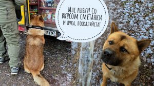 Совы сонные утренние. Нашлось новое любимое место жабы Брунгильды. Показываю цветение орхидей