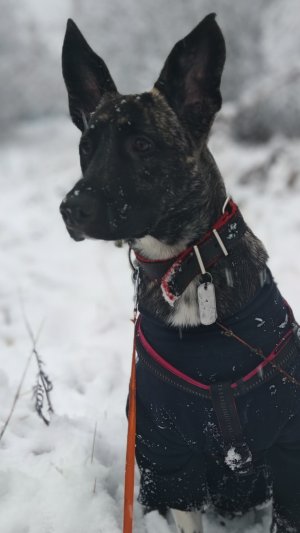 Чёкнутые псы🐕🦺