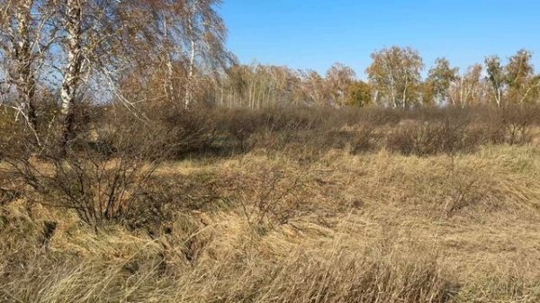 🎼. Jacob Gurevitsch – «Mapa de Soledad»