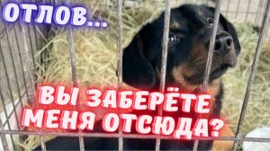 Жизнь маленькой таксы - это много или мало?