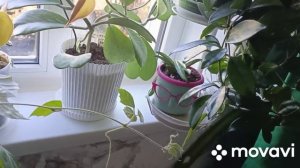 19 ноября обзор комнатных цветов,1 часть