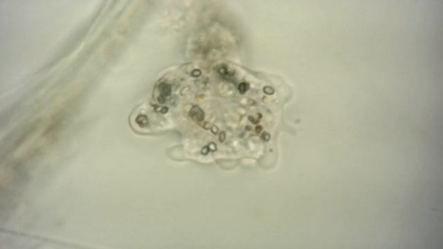 Амеба протеус (лат. Amoeba Proteus)