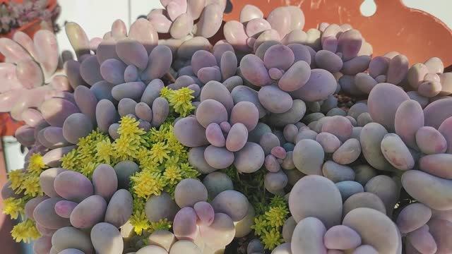 Суккуленты, уличный обзор, часть 2 смотреть онлайн