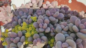 Суккуленты, уличный обзор, часть 2