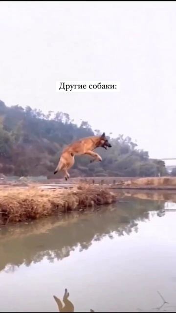 Два вида собак смотреть онлайн