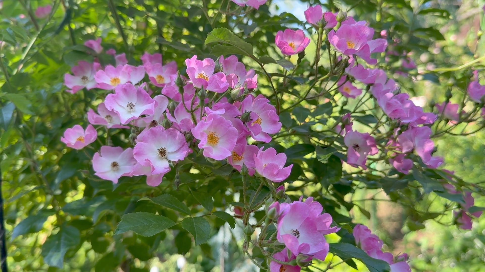 Июль в Саду 14 июля 2025 часть 3 смотреть онлайн