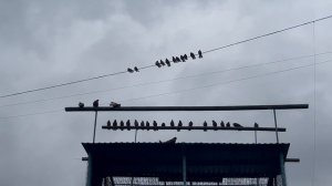 Голуби красные и жёлтые Николаевские с красивым крылом на перелёте г. Липецк