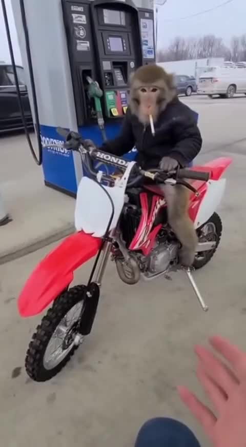 Да даже обезьяна справится 🤣🤣 смотреть онлайн