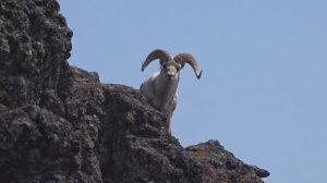 Белка - уникальная собачка.