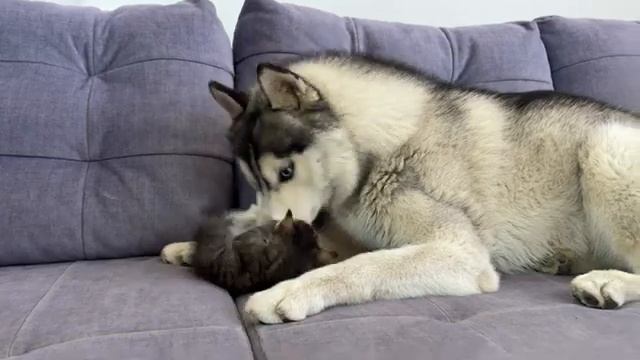 Огромный хаски и котёнок наводят хаос - 2025 год смотреть онлайн