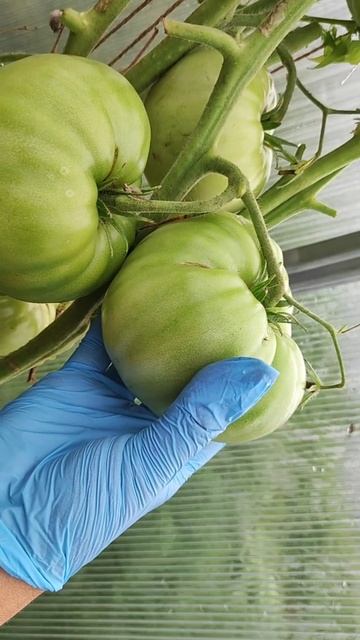 Эти 2 ТОМАТА никто вам не посоветует, лучше за 30 лет! #огород #томаты смотреть онлайн