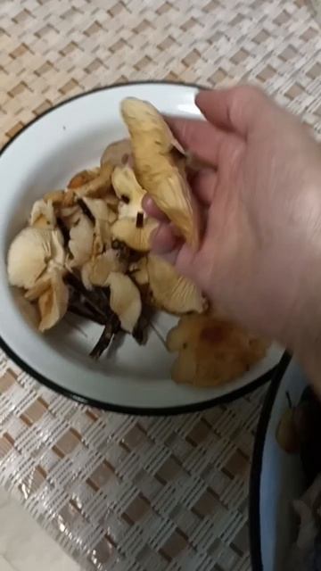 Собираю грибы. Вешенка. Фламмулина. Синеножка
