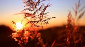 Август повесил лето на гвоздь...