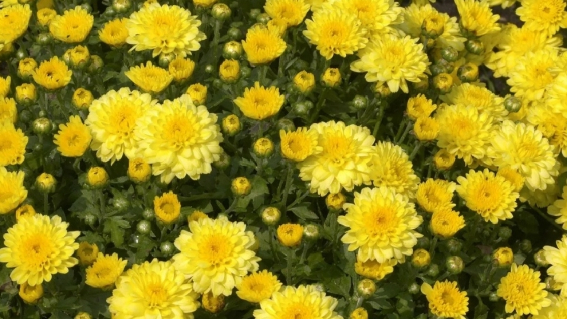 19 ноября. Ещё цветут цветы смотреть онлайн