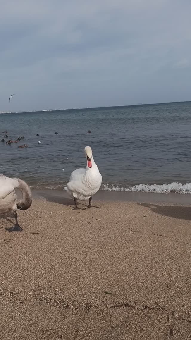 Лебеди в Феодосии смотреть онлайн