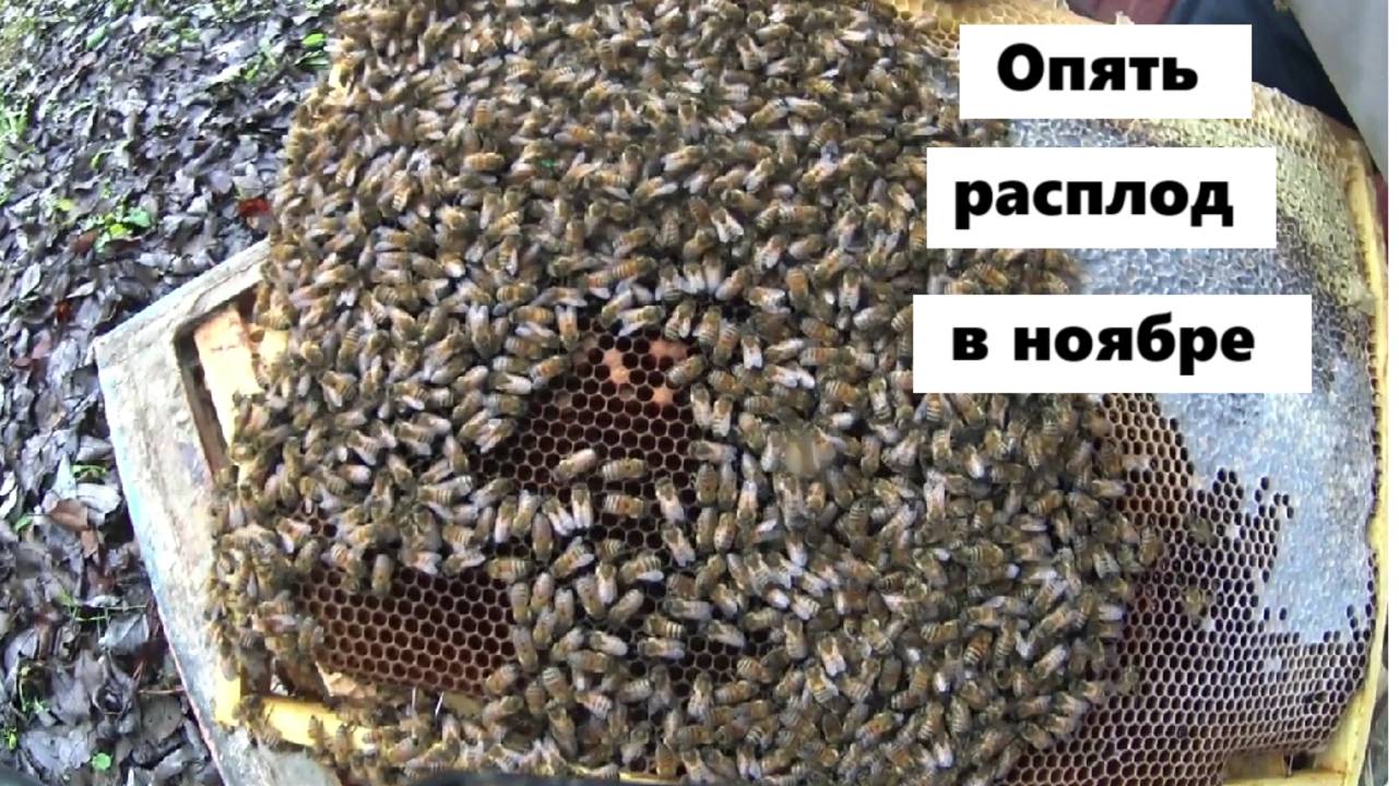 Опять расплод в ноябре. смотреть онлайн