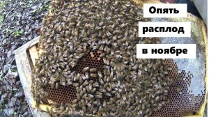 Опять расплод в ноябре.