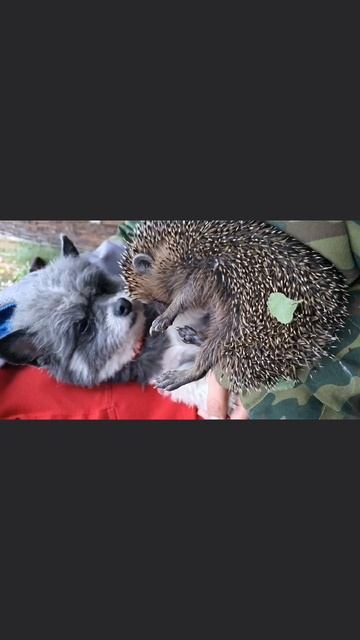 ёжик смотреть онлайн