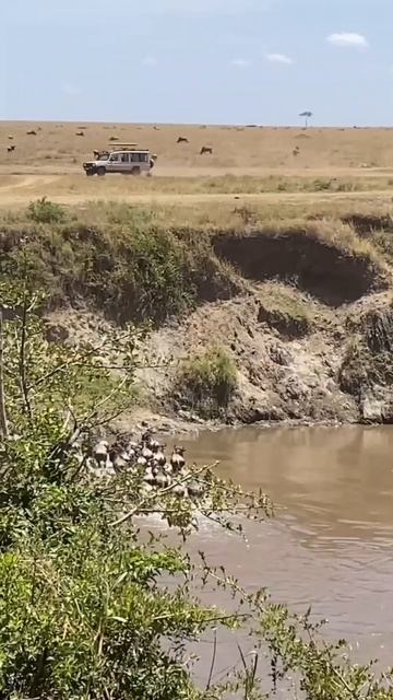 Масаи-Мара в миниатюре смотреть онлайн