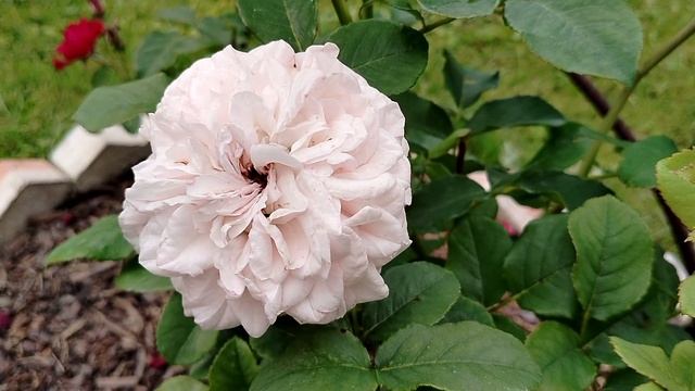 Роза японика 'Латте Арт' от Роза-Сад - пересорт? смотреть онлайн